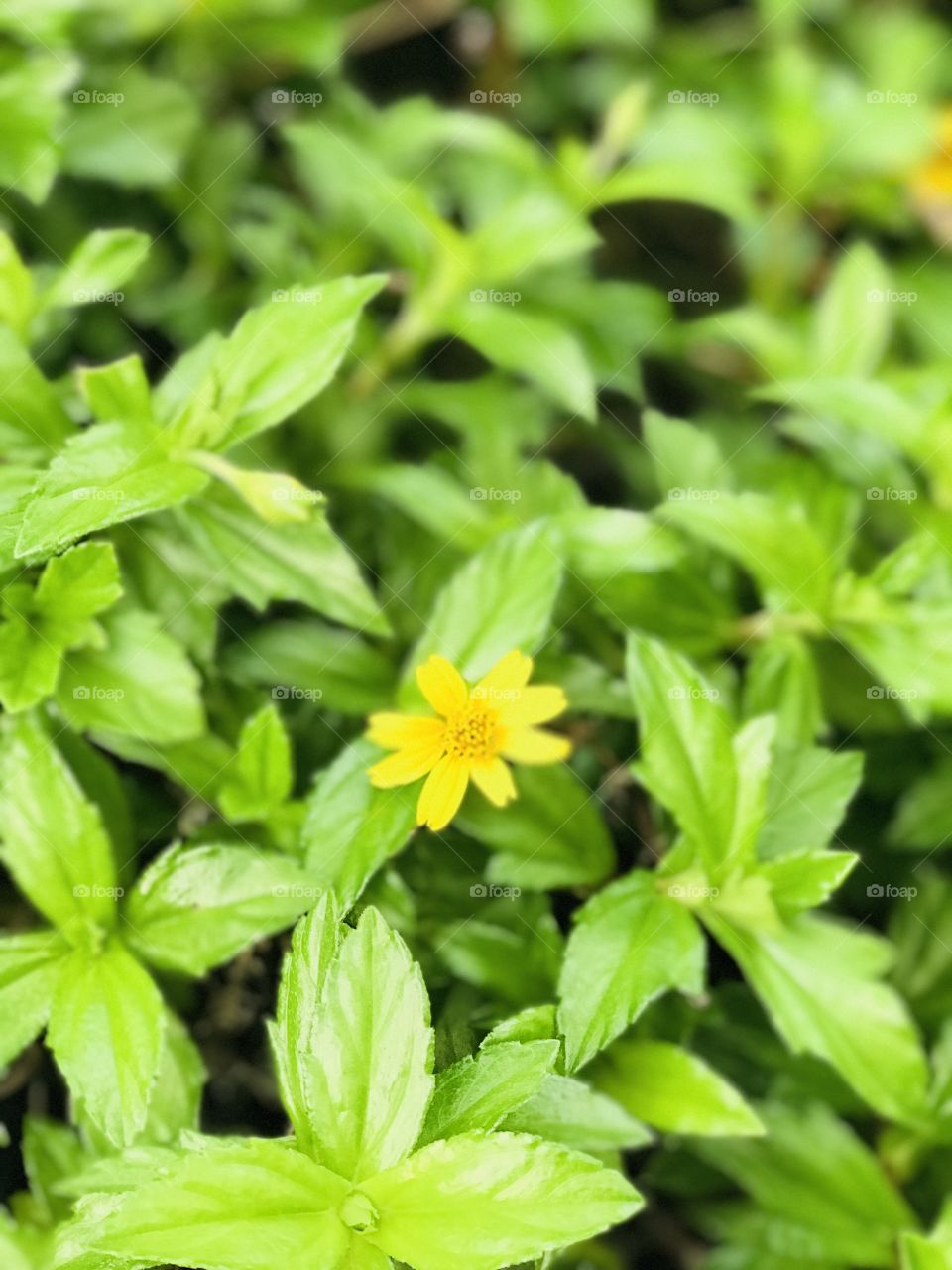 A yellow flower