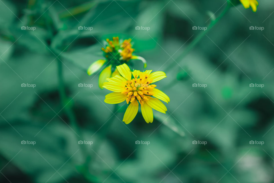 flower in the garden