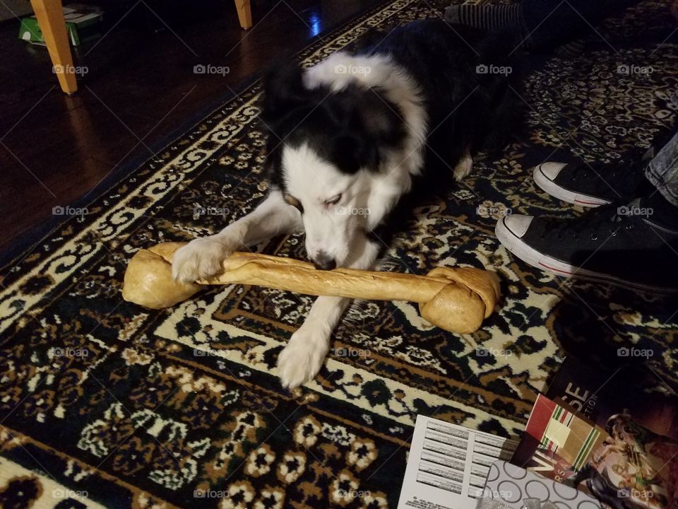 Dog with giant bone
