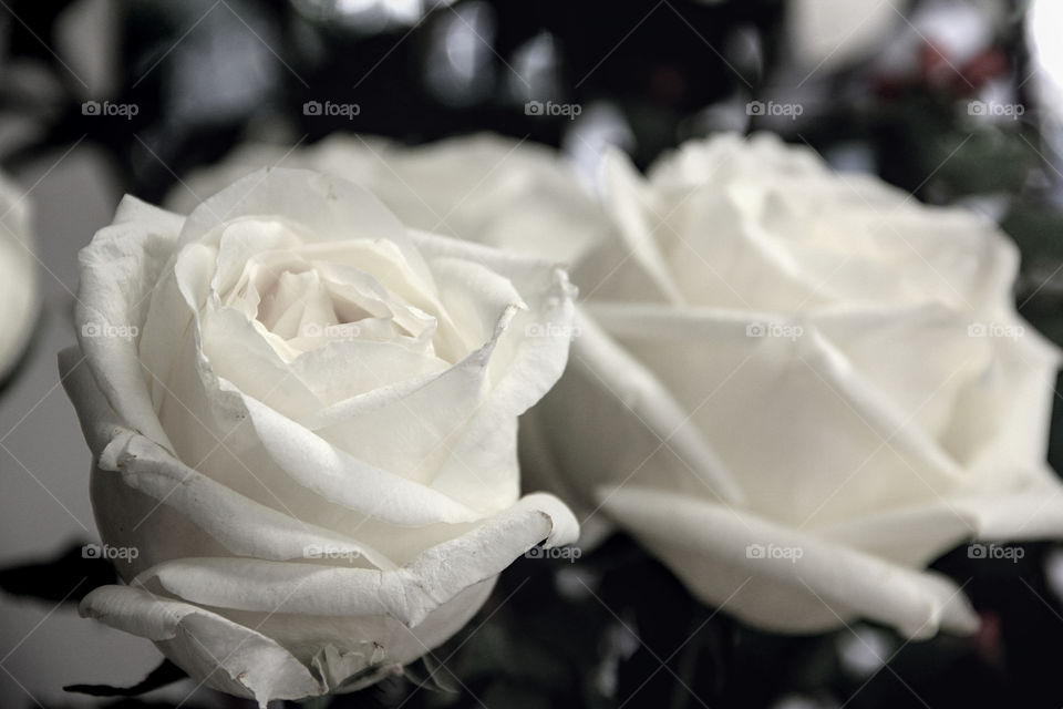 Soft yellow roses