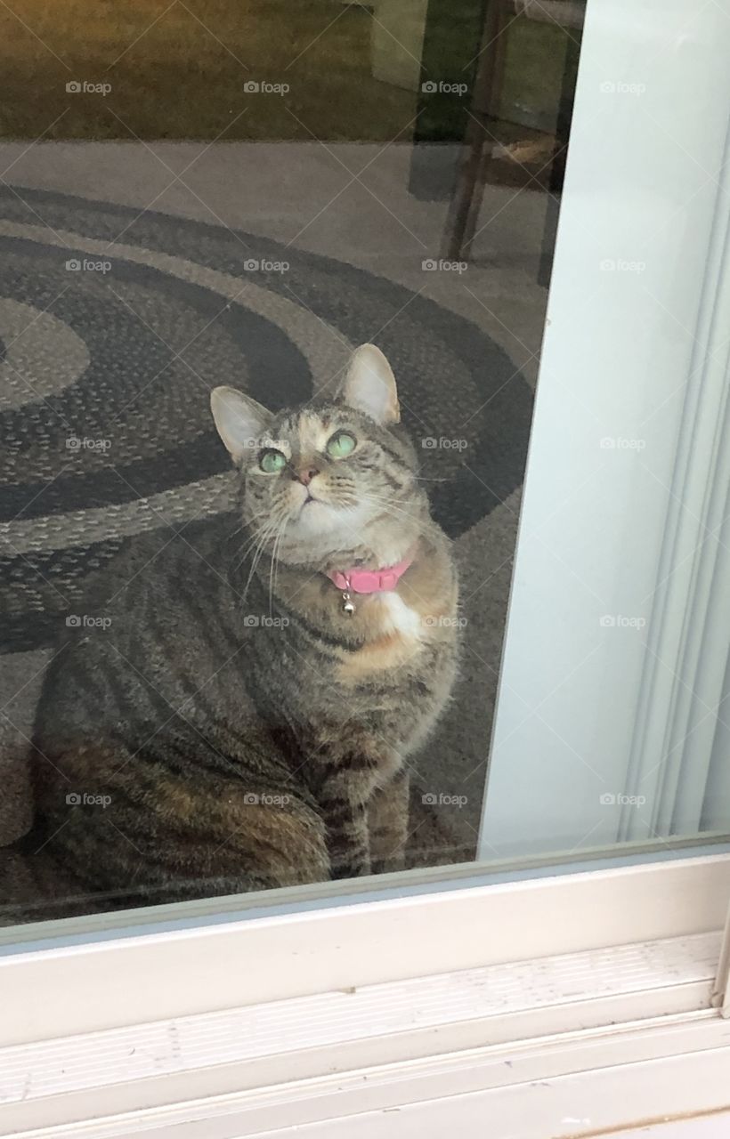Tabby Cat looking out  glass door bird watching 