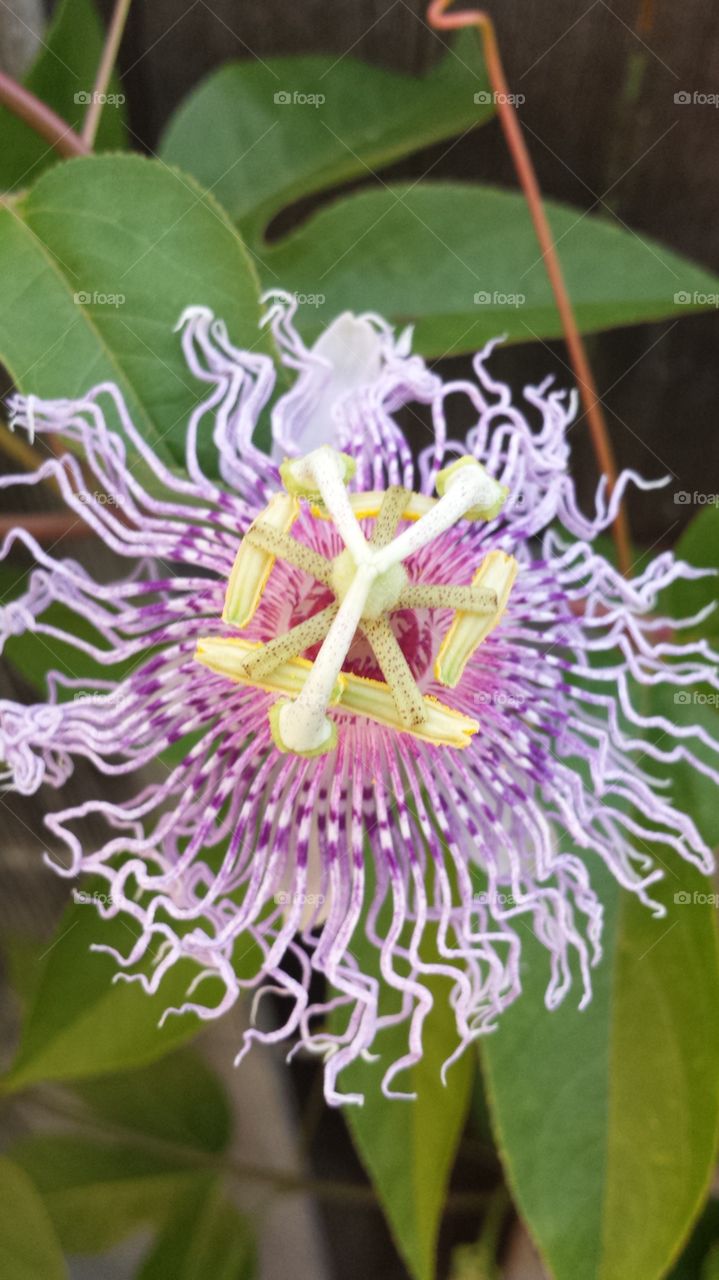 passion fruit flavors