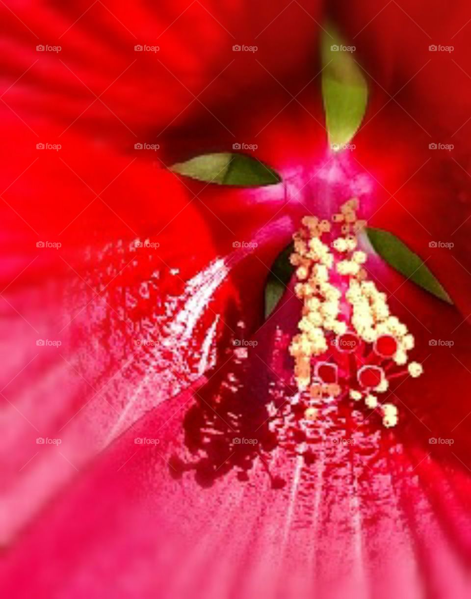 hibiscus macro