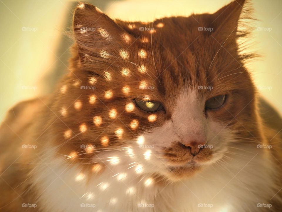 cat beautiful portrait in sunlight and shadows close up