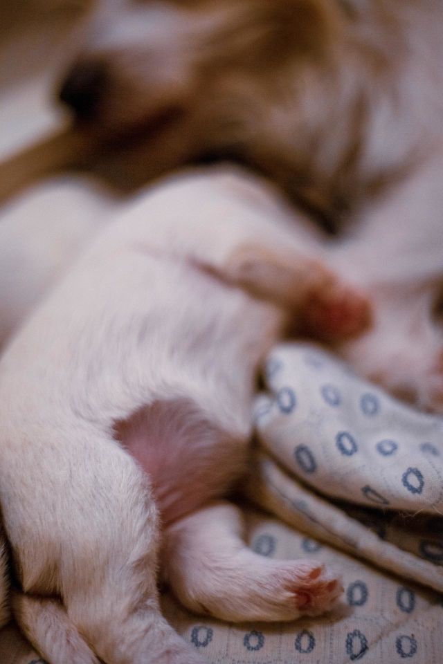 A Jack Russell terrier puppy and mum