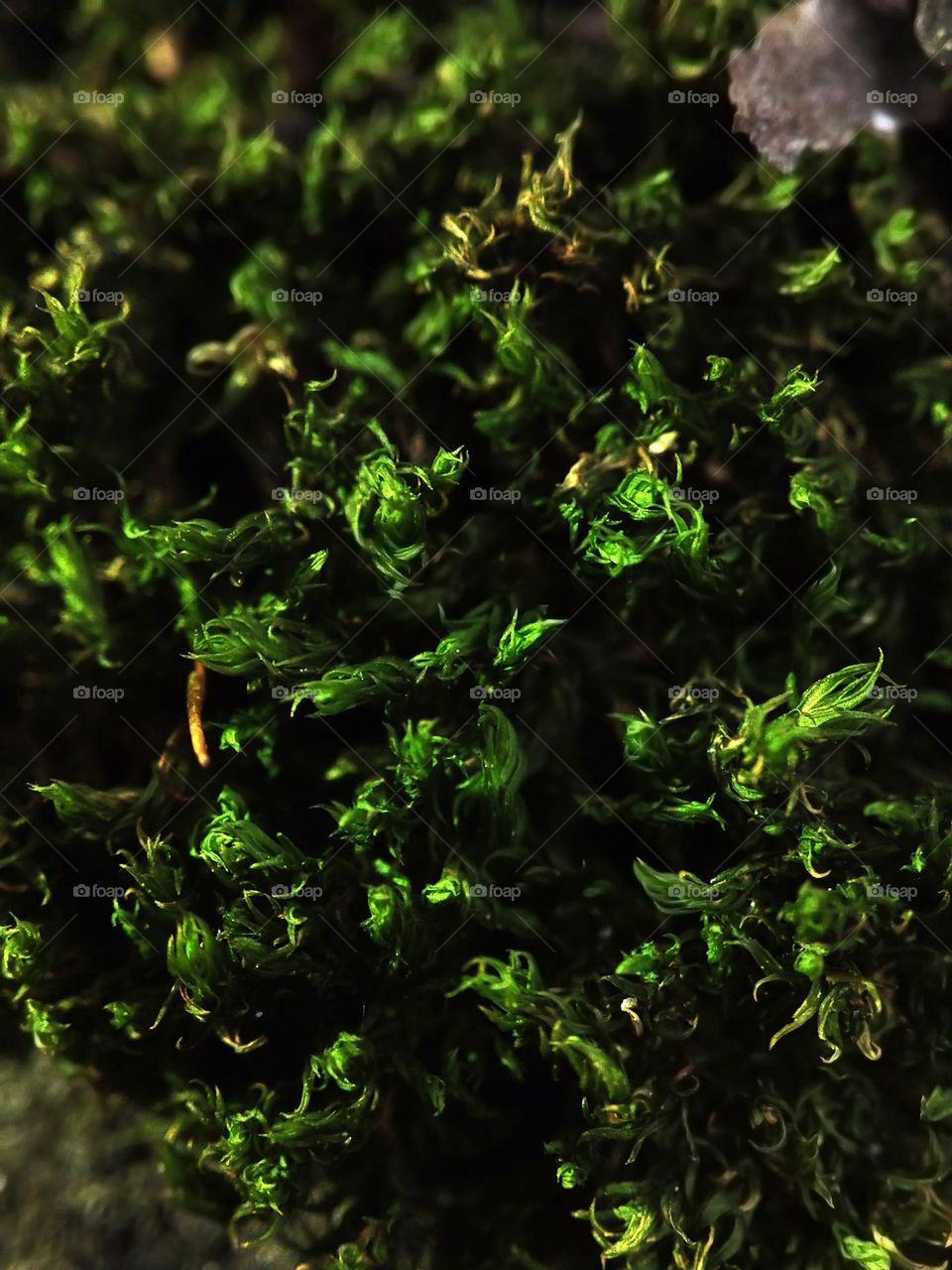 Macro photo of a plant growing in the forest