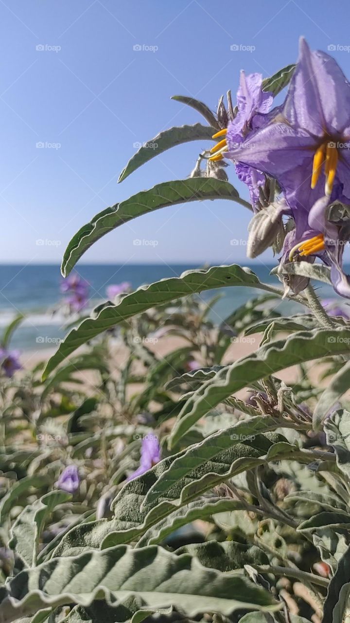 Nothing is more beautiful than nature