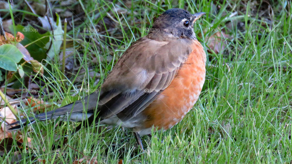 Robin