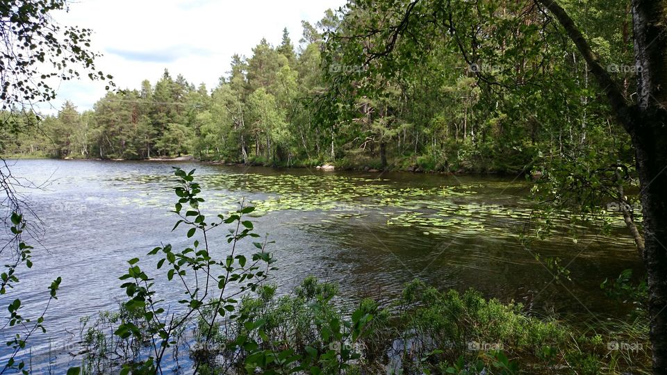 Lake in a forest in Sweden. 