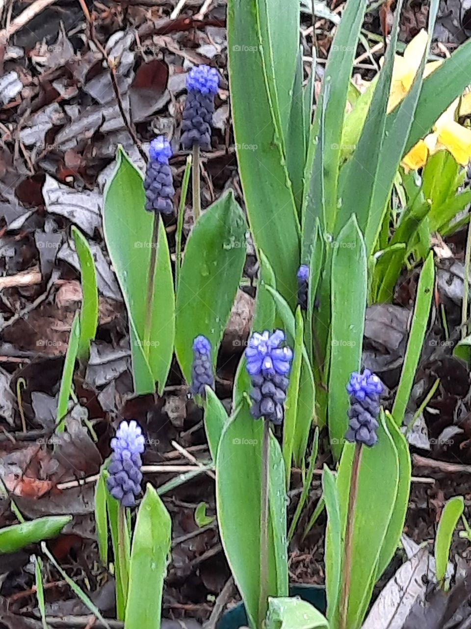 dark blue flowers of sapphires in spring garden