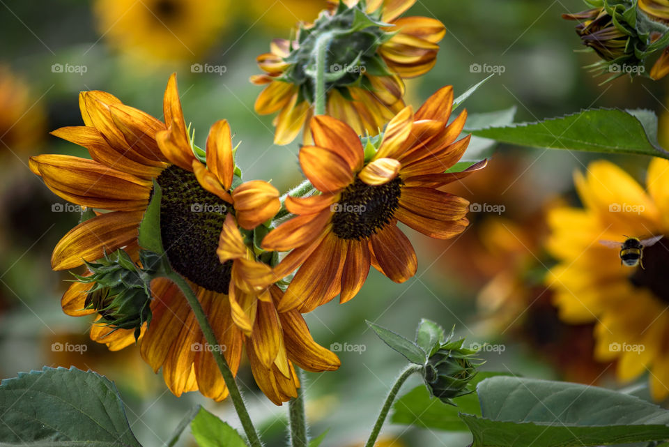 sunflowers bees and bumblebees