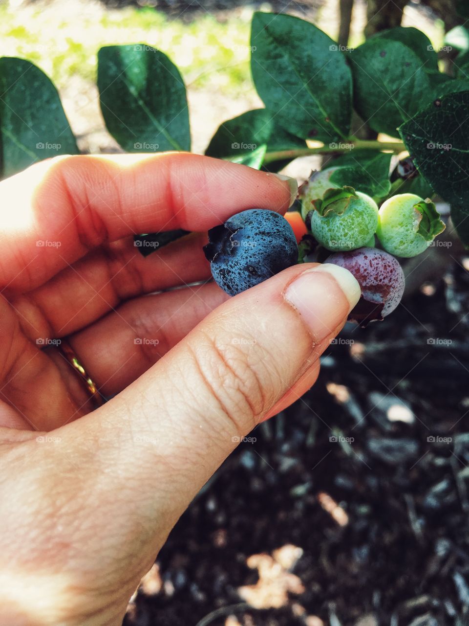 Blueberry picking kind of day! 