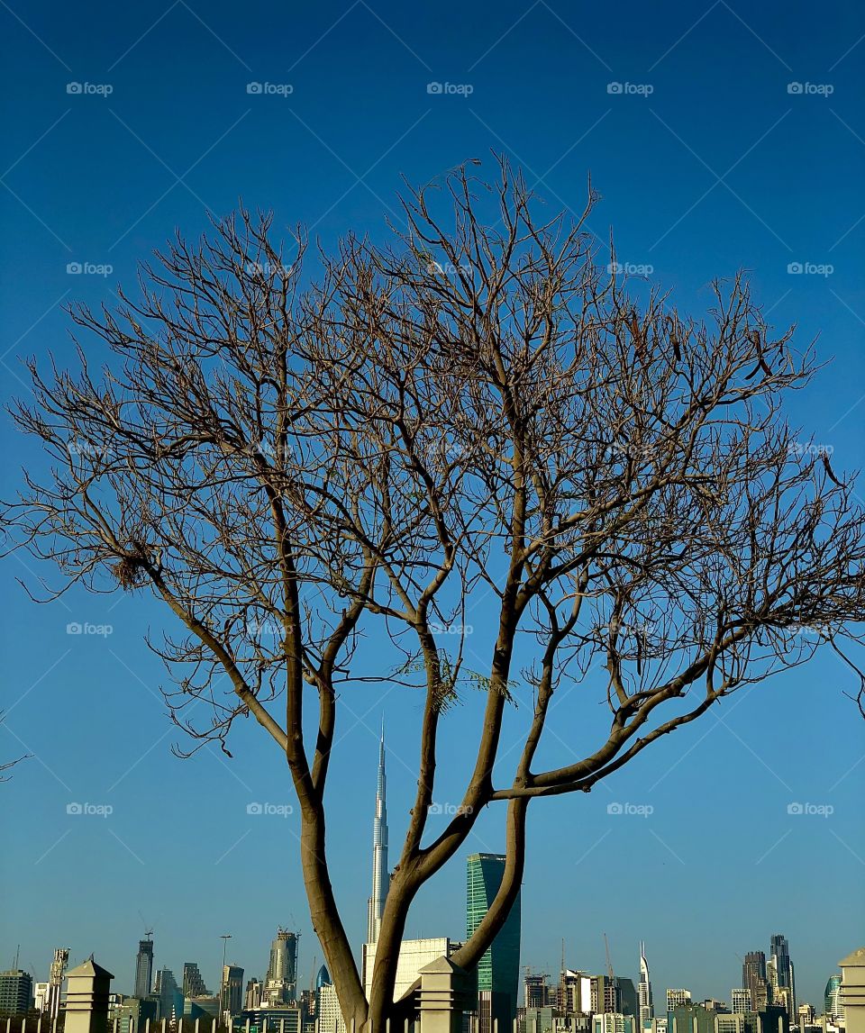 A tree with background of Burjkhalifa 