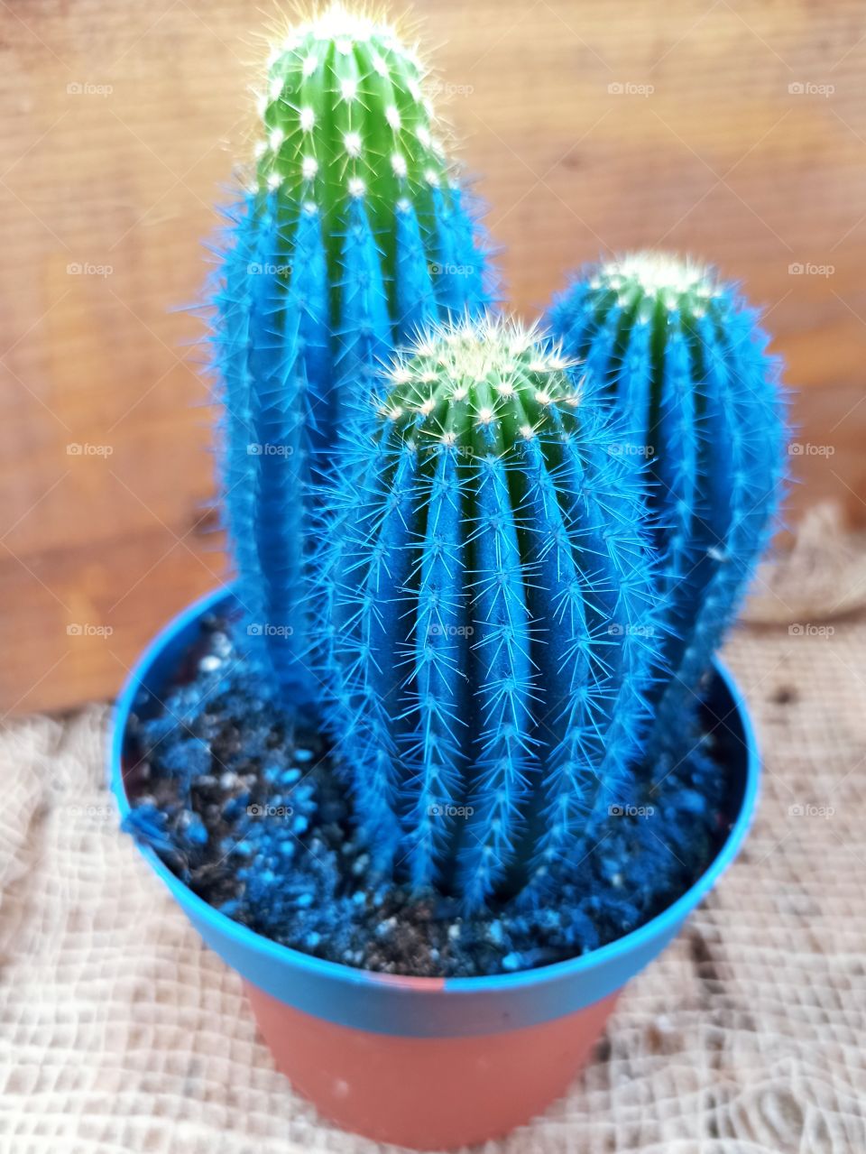Cactus painted in blue in a pot, on a table with linen cloth