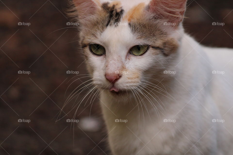 Funny cat with his tung out.