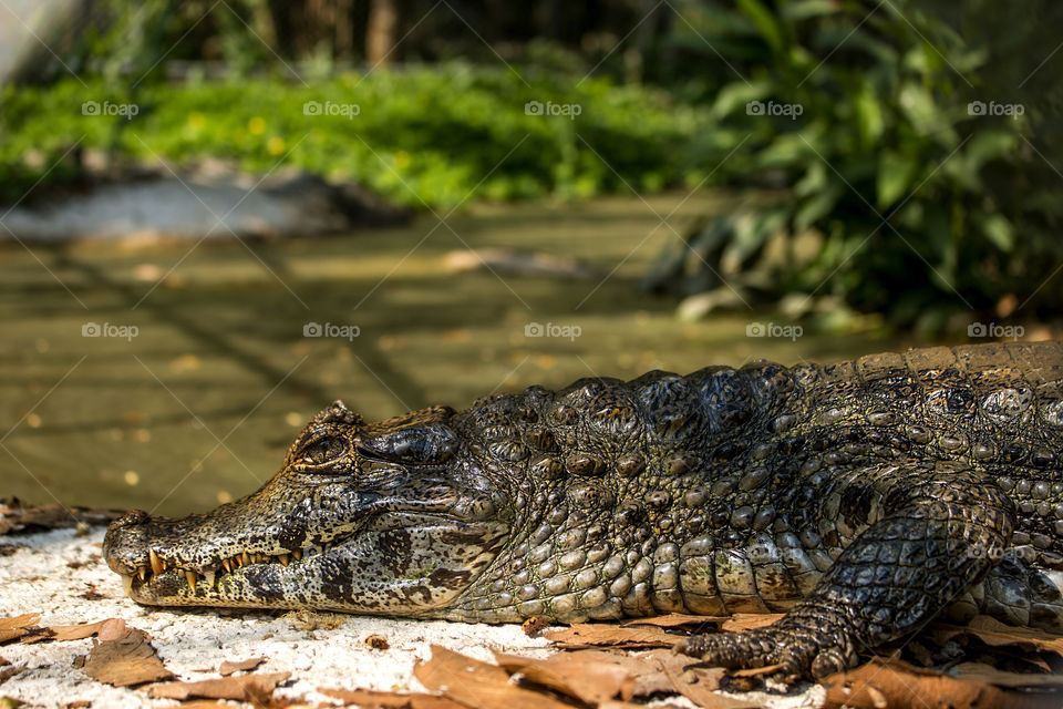 Rescued Caiman at La Senda Verde, Bolivia 