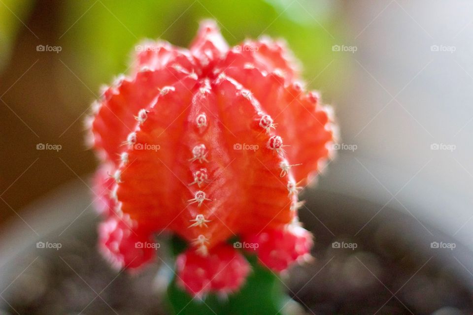 Ruby Ball Cactus 