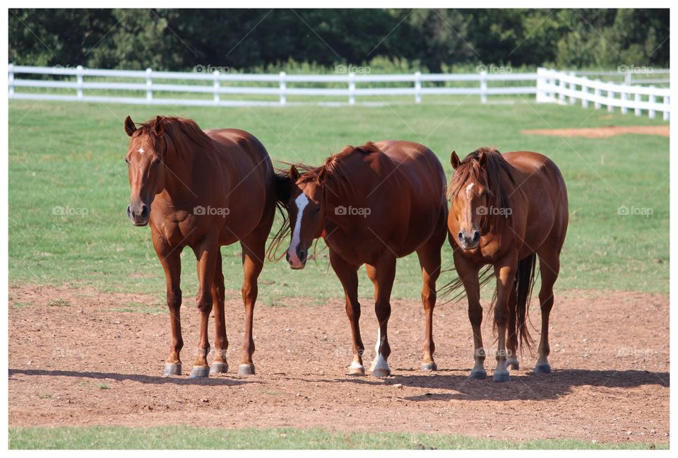 Three Brown Quarter Horses