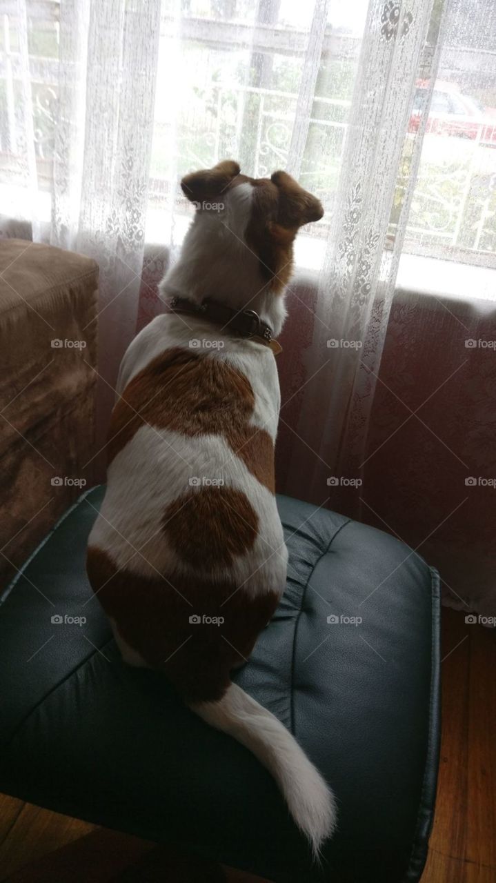 My Jack Russell "Ruby" is waiting for my arrival...