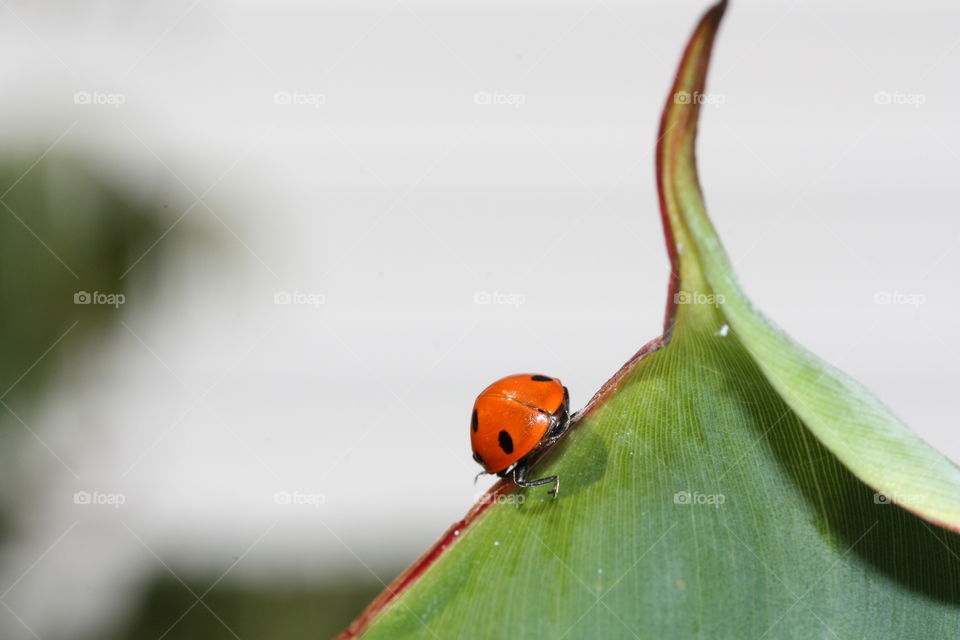 Ladybird ladybird fly away home...