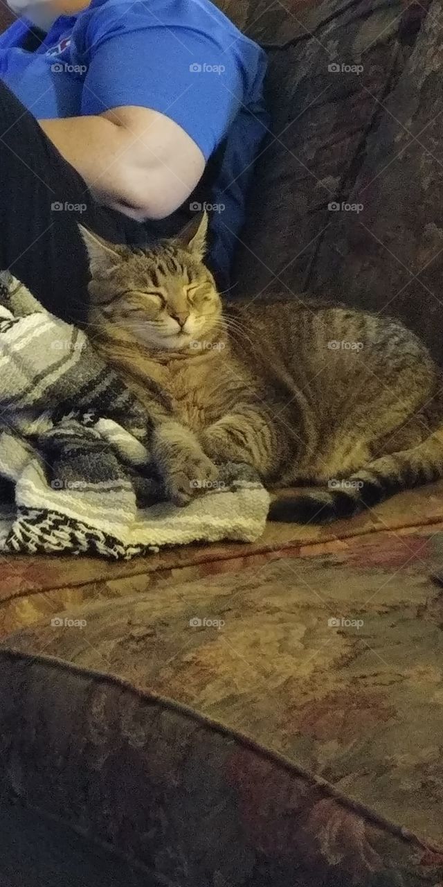 Tiger on a blanket