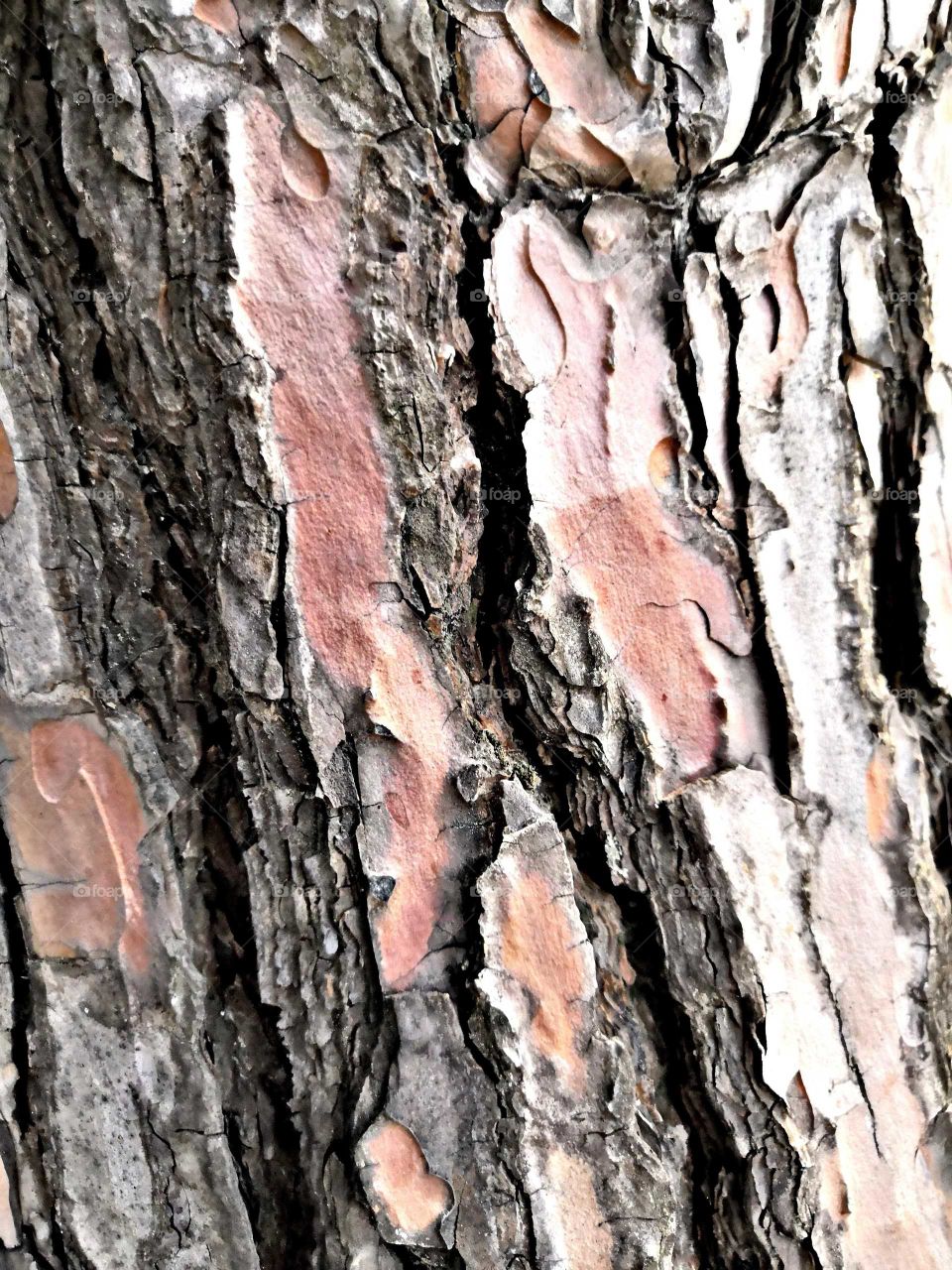 Bark