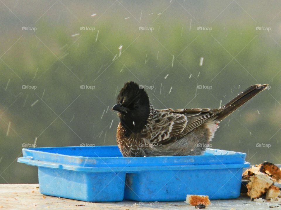 This Red vented bulbul bird is enjoying bathing in the chilled water during this scorching heat summer days.😍🤩🌞