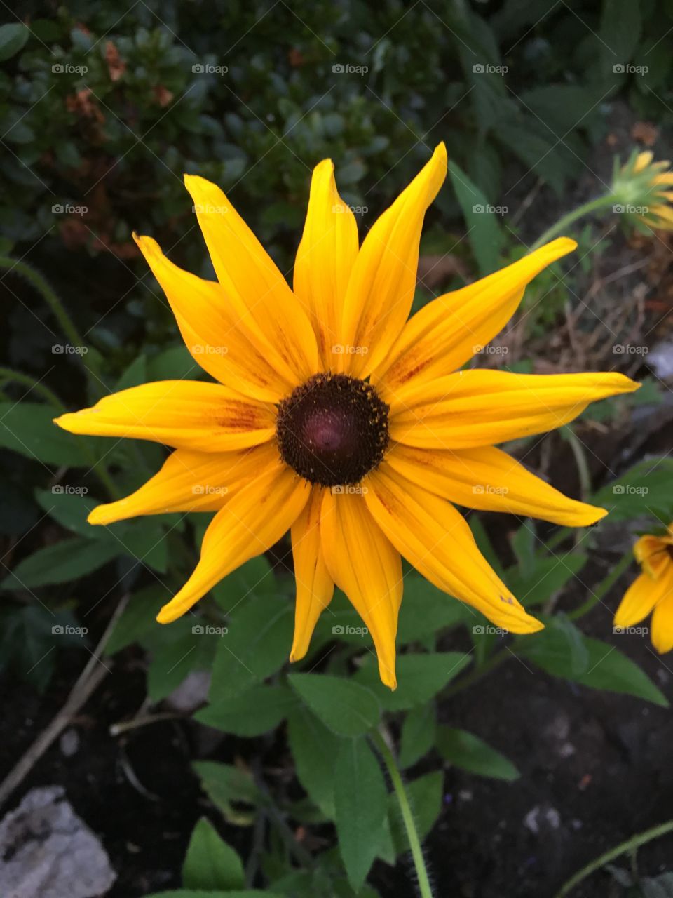 Rudabeki beautiful sun ray flower