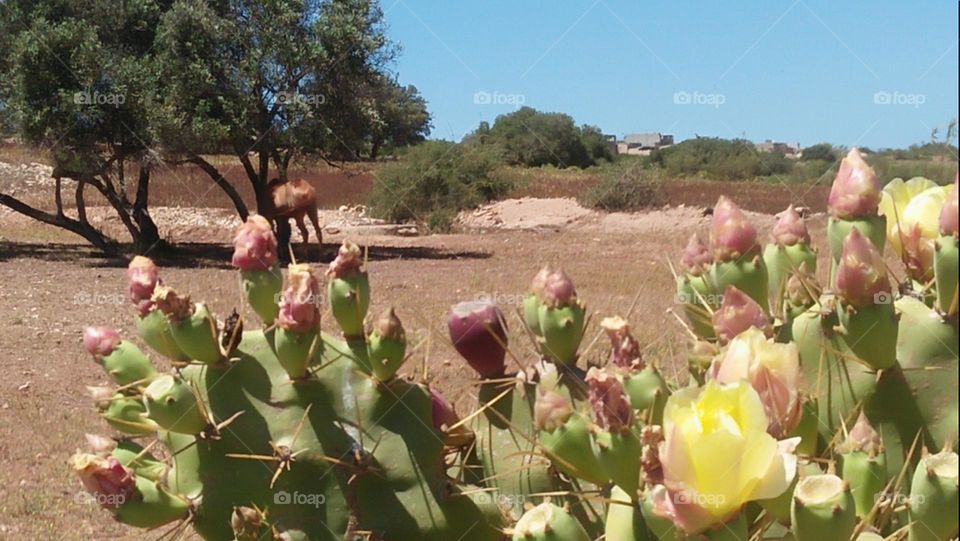 Beautiful cactus