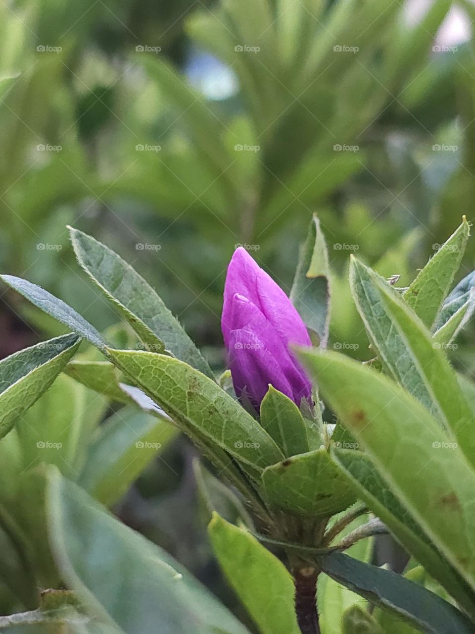 Barbie pink flower