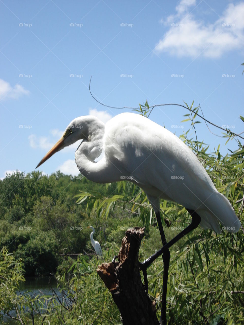 egret