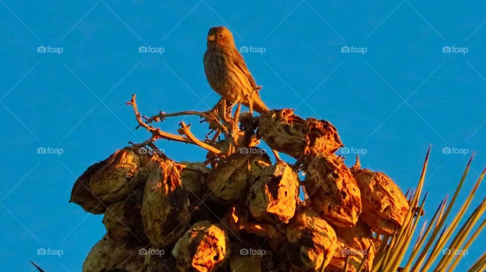 Mojave 🏜️ desert