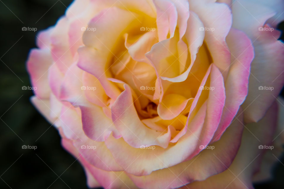 Multicolored rose closeup