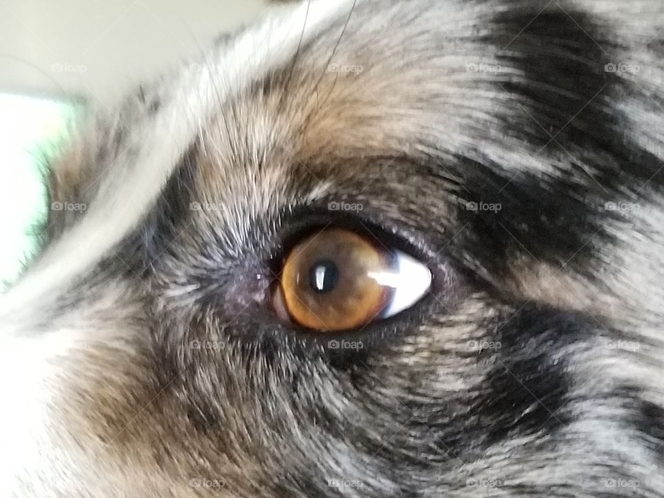 Eye of Miggy, my Border Collie. in the center of his pupil is reflected the rectangular shape of the open window.