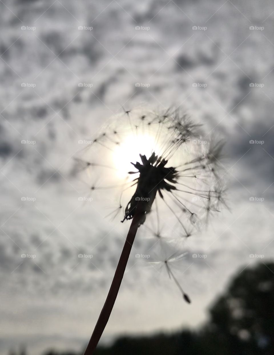 White dandelion against a cloudy sky