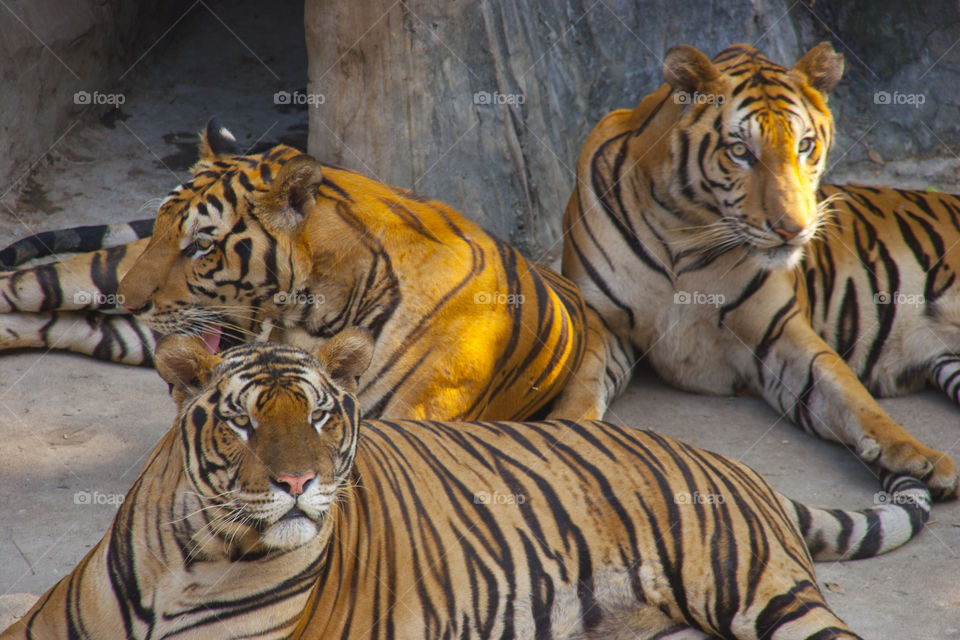 THE BENGAL TIGERS IN PATTAY THAILAND