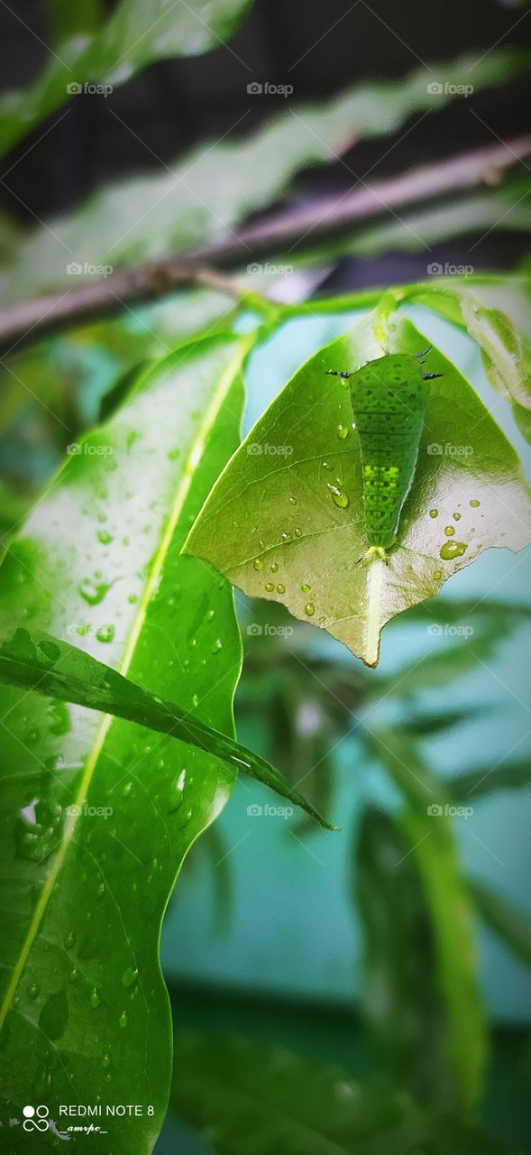 Another Tailed Jay caterpillar with strikingly neon prints and a cute li'l tail to complete the whole look of this mesmerizing creation of God.