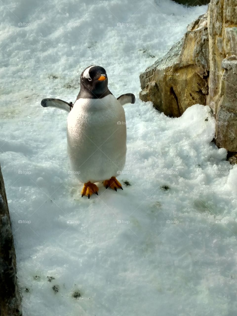 Penguin at SeaWorld