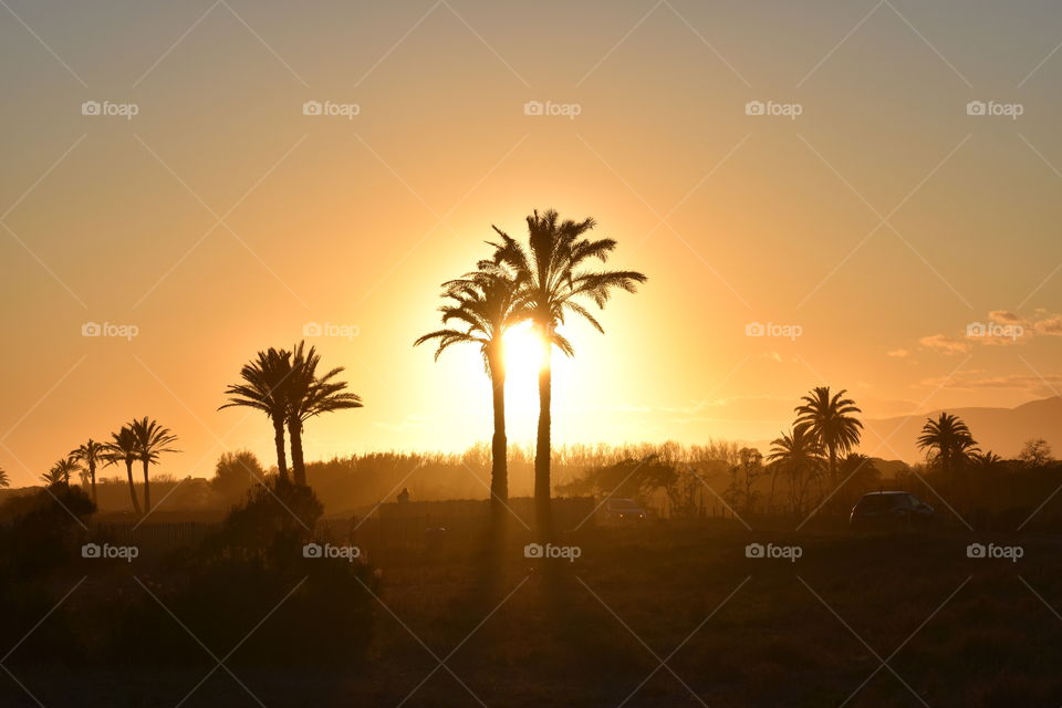 View of the palm tree during sunset