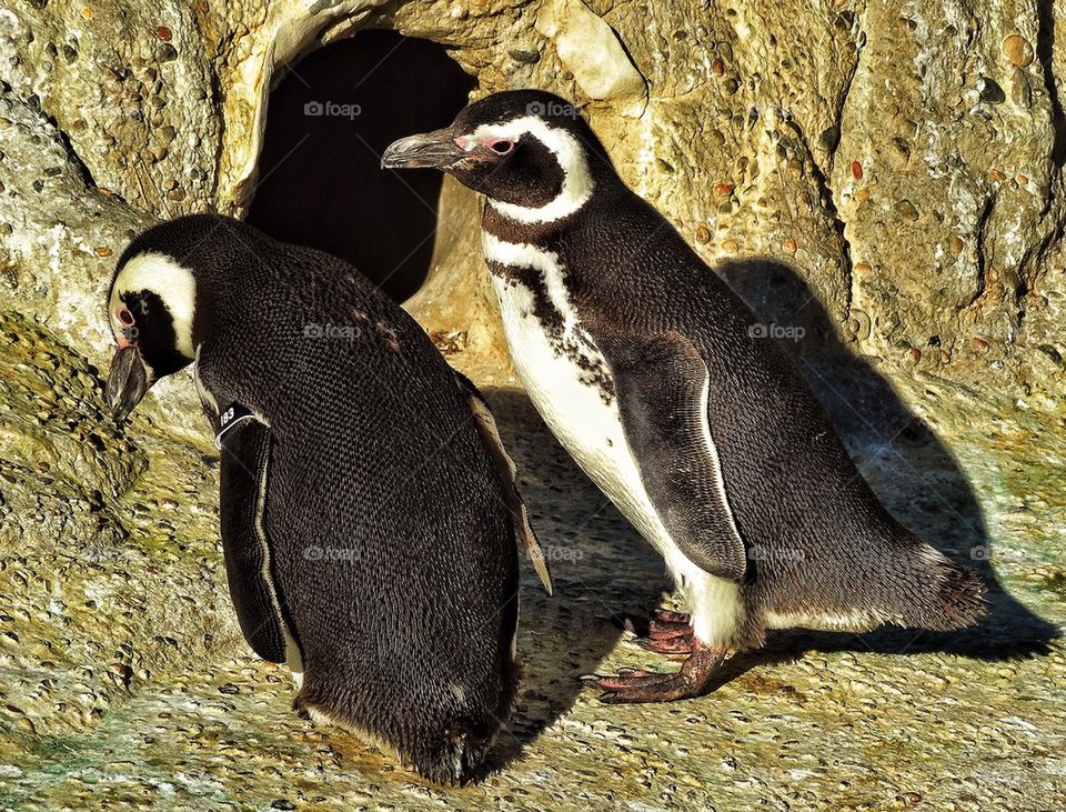 Penguin pair