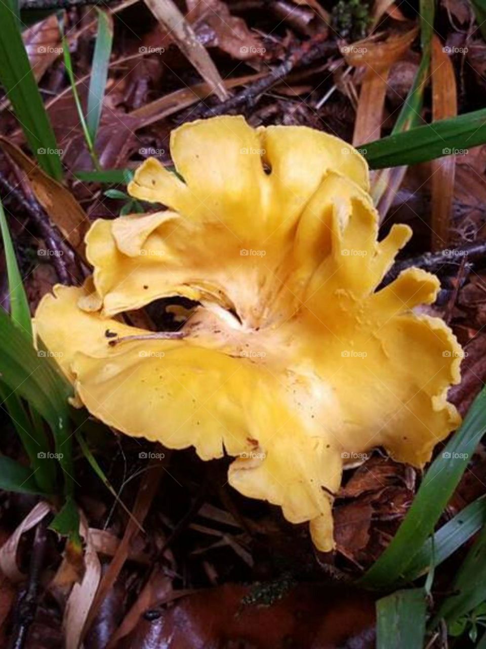 Funnel mushroom or chanterelle is beautiful and delicious. Local people here call it yellow girl and this mushroom is very important in their culinary culture