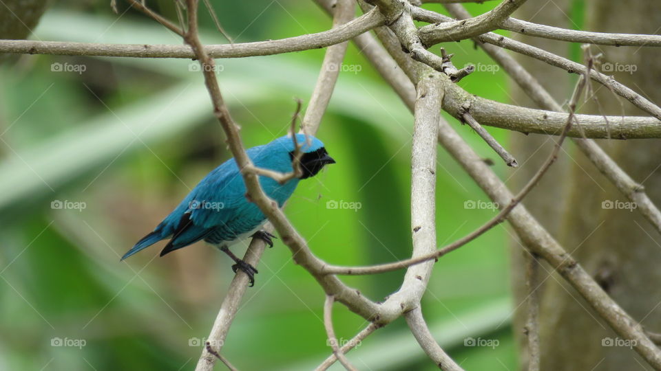 Swallow tanager (male)