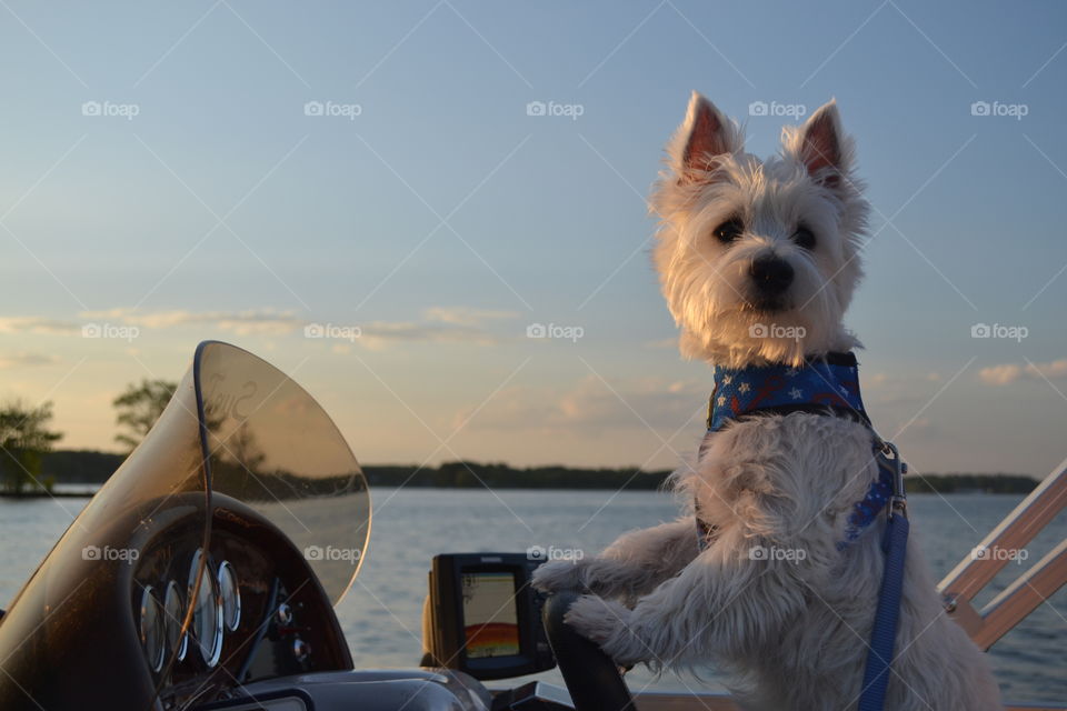 Westie driving a pontoon on the lake 