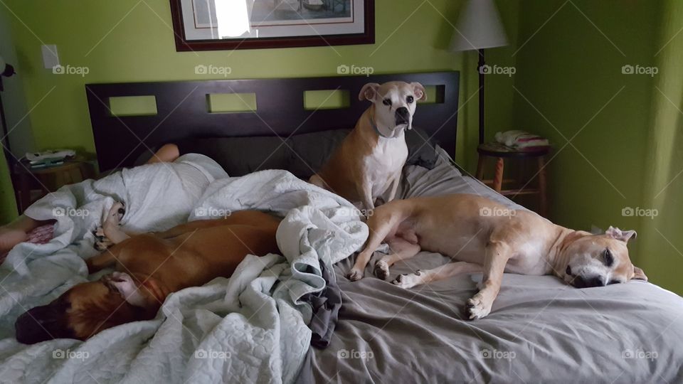 Bed hogs. Just my puppies taking over my side of the bed.