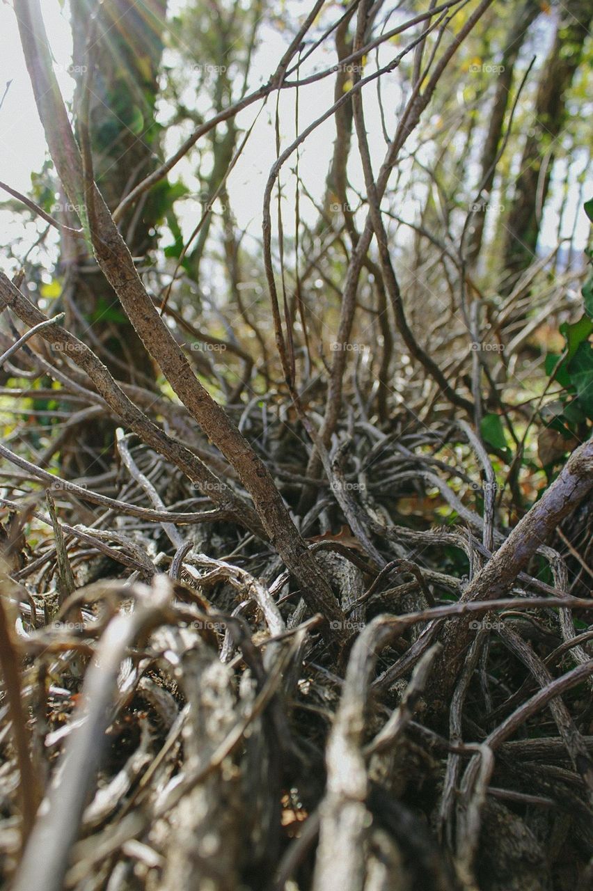 tangled branches