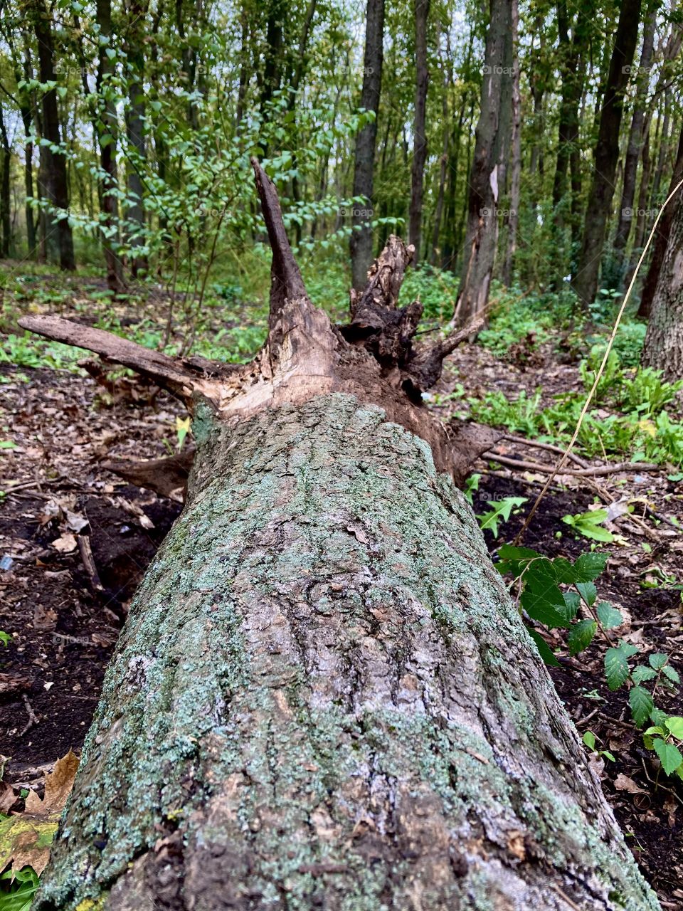 broken, withered, fallen tree. 