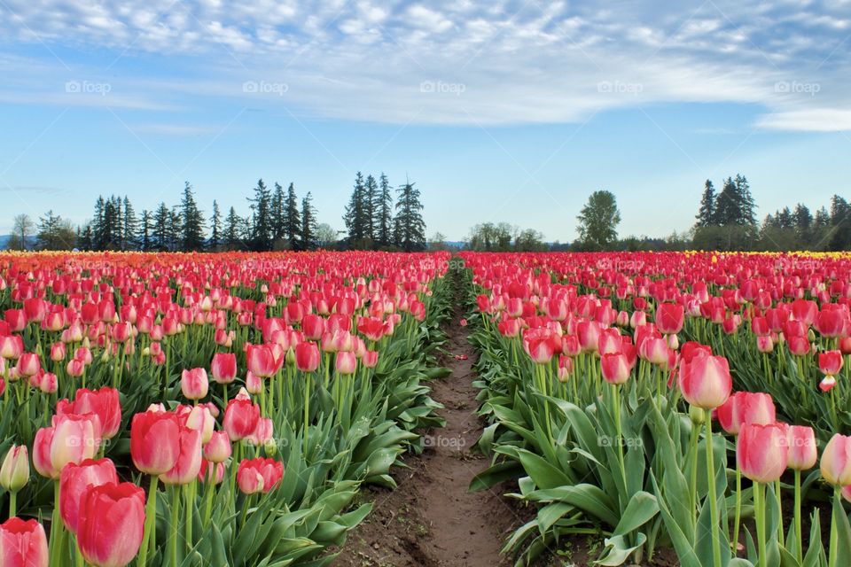 Tulip Rows