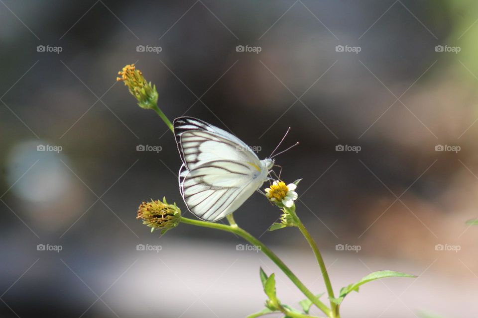 black and white butterfly close up