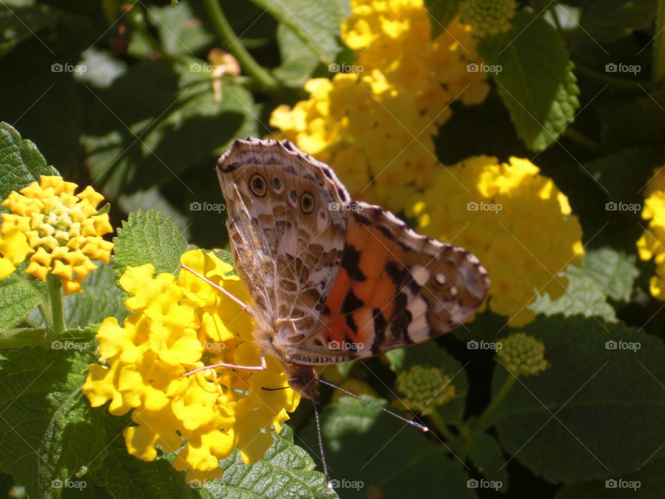 Butterfly on flower