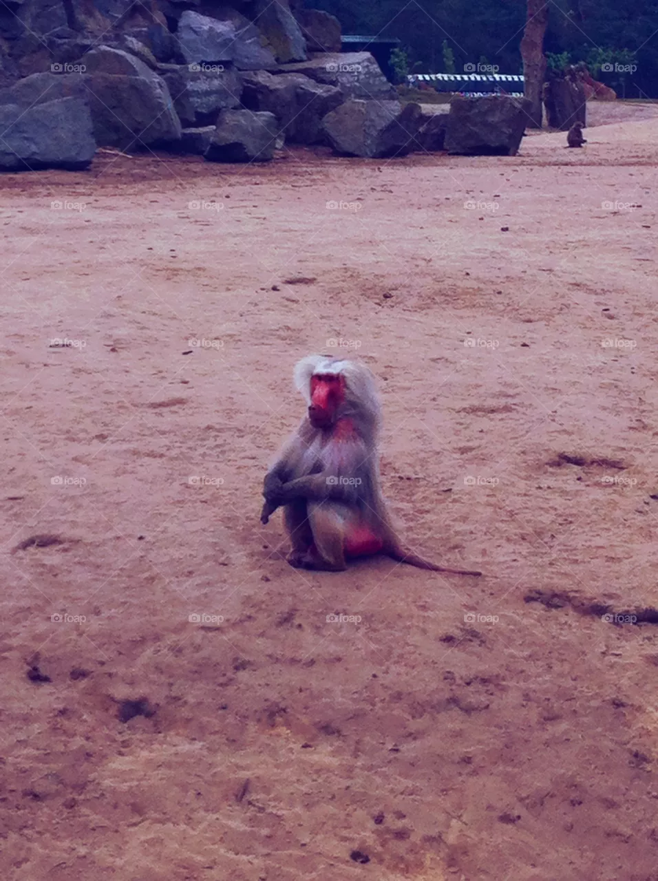 Baboon